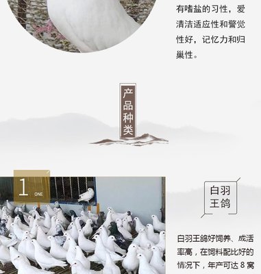養(yǎng)殖銷售 成體肉鴿種鴿 落地王肉鴿 養(yǎng)殖場肉鴿