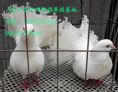 棗莊種鴿養(yǎng)殖場 肉鴿養(yǎng)殖場 濟南養(yǎng)鴿_農副產品欄目