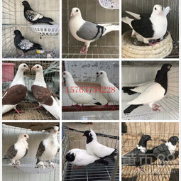 【肉鴿價格山東大型養殖基地】-
