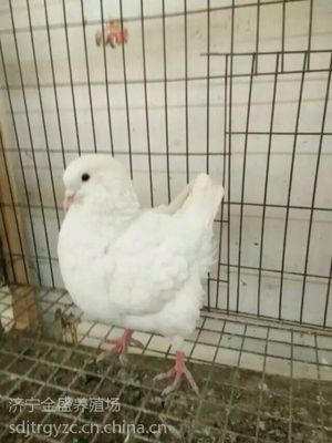 肉鴿種鴿價格、種鴿哪里有賣的、肉鴿養(yǎng)殖場