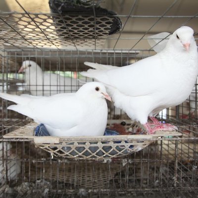 養殖肉鴿子基地 大棚飼養肉多羽毛豐富 肉鴿養殖,選擇高產品種