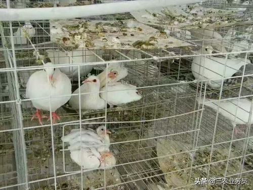 農村養殖肉鴿,人工哺育幼鴿鴿乳制作方法