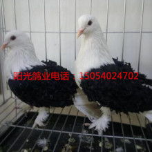 山東陽光觀賞鴿肉鴿養殖場