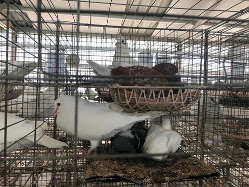 泗陽八集村 花園式養殖生態肉鴿等你來