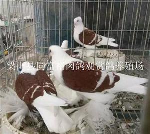 石家莊便宜出售黃色倒插鳳尾鴿-中科商務網-梁山縣同富裕肉鴿觀賞鴿養殖場