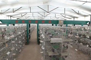 肉鴿養殖業為何成為發家致富的新寵