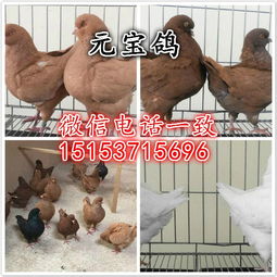 津南公斤元寶鴿哪里的元寶鴿價格低