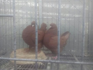 德宏肉鴿種鴿養殖、價格