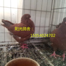 梁山縣同富裕肉鴿觀賞鴿養殖場
