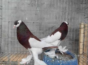 純白色肉鴿價格、種鴿養殖場_志趣網