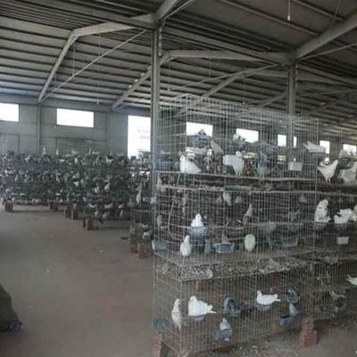西夏區致富經養殖肉鴿哪里回收肉鴿肉鴿價格