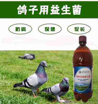治肉鴿綠便水便的益生菌液去哪買