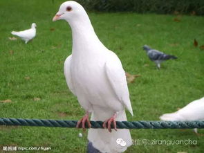 鴿子若患鼻炎,后果很嚴重