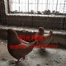 山東陽光觀賞鴿肉鴿養殖場
