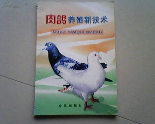 肉鴿養殖新技術