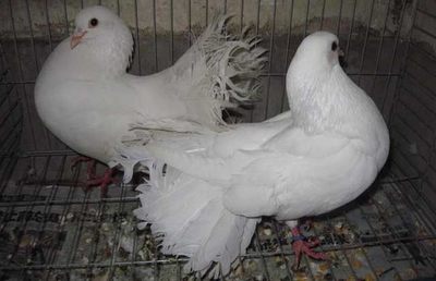 肉鴿大規模立體籠養飼料成本不足3元,每對種鴿年利潤110元