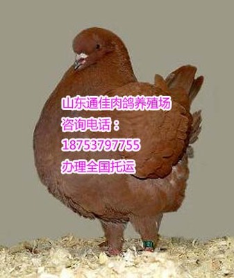 肉鴿種鴿的品種有幾個2015_肉牛_肉羊_肉驢_山東通利養殖場 - 商國互聯網