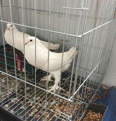 肉鴿高產養殖的幾個小技巧