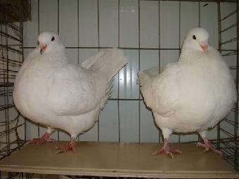 肉鴿種鴿大型養殖場_志趣網