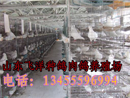 臨沂種鴿價格肉鴿價格肉鴿養殖場_