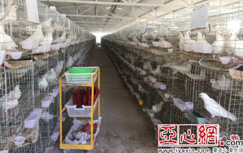 喀什6個村養 扶貧鴿 好日子飛得歡