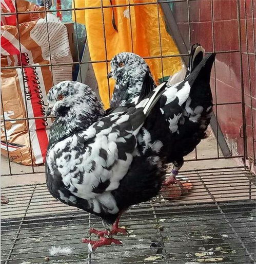 大連成年元寶鴿多少錢一對 肉鴿養(yǎng)殖