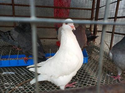 十年肉鴿養(yǎng)殖戶告訴你肉鴿養(yǎng)殖的經(jīng)驗