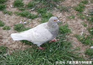 肉鴿養(yǎng)殖方法是什么從選址到配種,一步也不能少