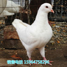 2018肉鴿養(yǎng)殖價格 報價 肉鴿養(yǎng)殖批發(fā) 第29頁 養(yǎng)殖網(wǎng)