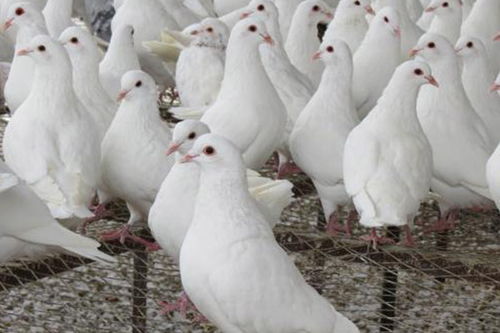 徐州大棚肉鴿飼養(yǎng)報價在線咨詢,天明種鴿品質(zhì)保障