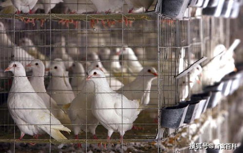 肉鴿連續暴跌,罪魁禍首找到了