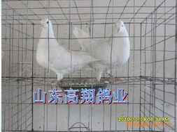 保健砂對肉鴿養殖場的重要性