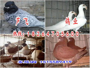 天水鴿子養殖場天水品種全價格低帶你致富