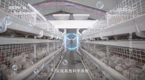 央視探訪 白羽肉雞智能立體養殖工廠