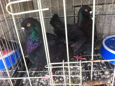 綿陽肉鴿種鴿多少錢一對→_肉牛的價格_養殖肉牛的技術_養肉牛賺錢嗎_嘉祥縣正陽養殖場 - 商國互聯網