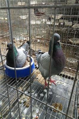 江蘇去哪里買元寶鴿肉鴿_志趣網