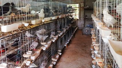 英山縣石頭咀鎮:發展庭院經濟 打造農村發展新爆點