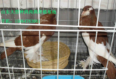 馬頭、點子、淑女、球胸、鳳尾、產品的資料 - 山東機電網