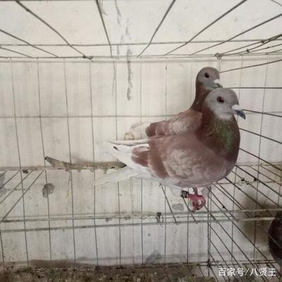 史上最標準的肉鴿養殖技術,很值得學習一下