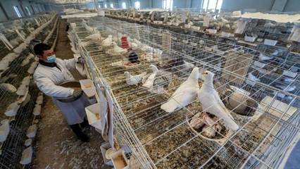新疆尉犁:肉鴿養殖引領農牧民致富
