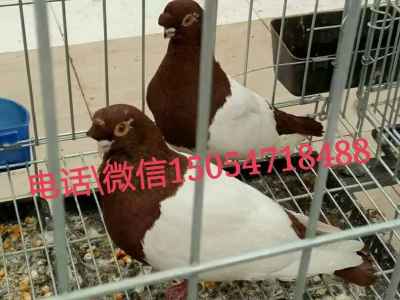 aa元寶鴿種鴿價(jià)格
