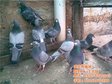 盛宏養(yǎng)殖場(chǎng) 肉鴿 鴿價(jià)格 盛宏養(yǎng)殖場(chǎng) 肉鴿 鴿型號(hào)規(guī)格