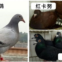 2019肉鴿養(yǎng)殖價(jià)格 報(bào)價(jià) 肉鴿養(yǎng)殖批發(fā) 第29頁(yè) 養(yǎng)殖網(wǎng)