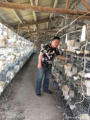 貴溪市肉鴿養殖成新興產業,為村民插上致富“翅膀”